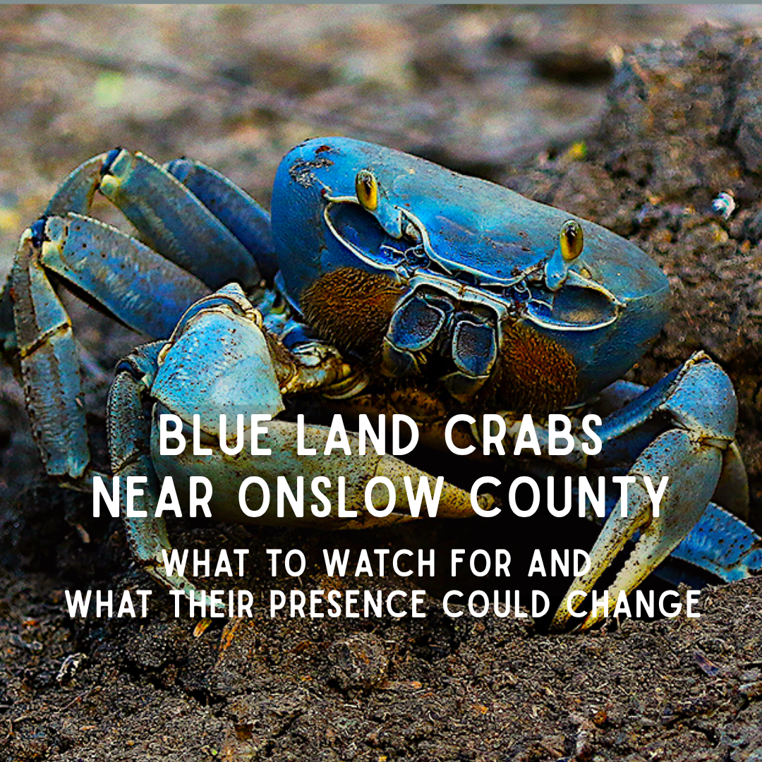 Blue Land Crabs Near Onslow County: What to Watch For and What Their Presence Could Change
